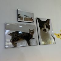 decoration (many cats ❤️)  at Camouflage in Seoul