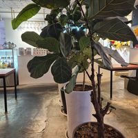  at Camouflage in Seoul