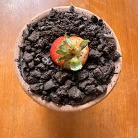 Chocolate mousse in a pot  at Casa Revoa in Porto Alegre