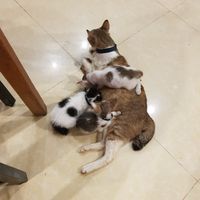 Cuteness :) at Kebab & Falafel Time in Siem Reap