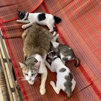   at Kebab & Falafel Time in Siem Reap