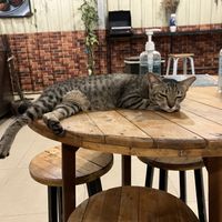 one of the house cats (they have also cat free tables :p )  at Kebab & Falafel Time in Siem Reap