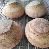 Sour dough bread loaf at GG's Coffee House and Bagels in Pokhara