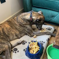 Even Haize got catered for .all very happy customers😁  at Huggers in Norwich