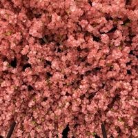 Roof of blossom  at Maki & Ramen in Glasgow