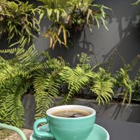 at Greenhouse Coffee Roaster in Funchal