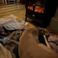   at Foxglove in Barmouth