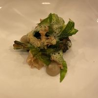   at Foxglove in Barmouth