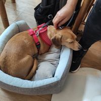 Dog friendly at Rise Plant Kitchen + Movement Studio in Malvern