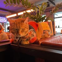  Cat at Le KocK in Reykjavik
