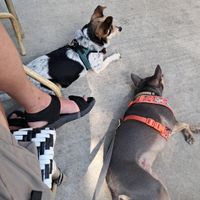 Happy Pups at Goblin & The Grocer in Beverly Shores