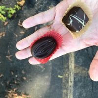 Vulva chocolate at Lagusta's Luscious in New Paltz