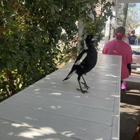   at Kinsfolk in Rockhampton