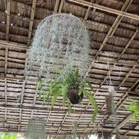 Lanterns from coconuts and upcycled fans  at Pait Tine Taung in Koh Phangan