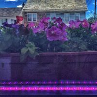 from inside at Thai Orchid in Stroudsburg