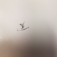 Secret ingredient for pattie at Soulkofa in Brooklyn