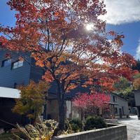 beautiful tree in front of the inn at Yuzaka - Natural & Sustainable Inn in Kazuno