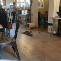 cesar 🐱 at Café Casa Del Gato in Zurich