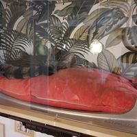 The host on a break at Café Casa Del Gato in Zurich