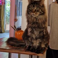  at Café Casa Del Gato in Zurich