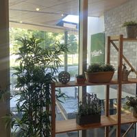   at Yellowish in Hamilton