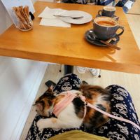  at Meow Cafe in Epping