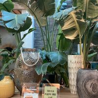 Jungle vibes! Beautiful and serene decor  at Evergreen Organics - Gate Mall in Doha