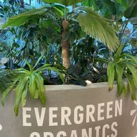 Decor   at Evergreen Organics - Gate Mall in Doha