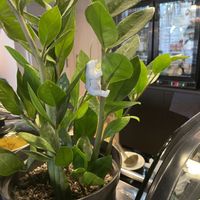 Plant decor  at Kawiarnia Nie wylej in Lublin