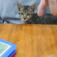  at Vegetarian in the Golden Age in Vientiane