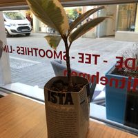 Tischdeko - Pflanze im Hafermilchkarton  at Urban Coffee in Regensburg