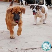   at Animals Of Our World Sanctuary in Siem Reap