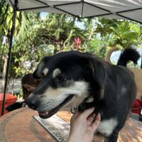 Cute dogs  at Animals Of Our World Sanctuary in Siem Reap