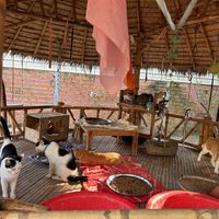 Cat home (so beautiful!)  at Animals Of Our World Sanctuary in Siem Reap