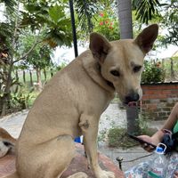Cute dogs  at Animals Of Our World Sanctuary in Siem Reap