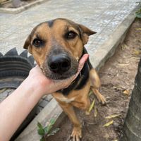   at Animals Of Our World Sanctuary in Siem Reap