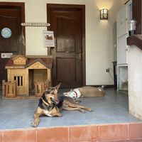   at Animals Of Our World Sanctuary in Siem Reap