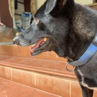   at Animals Of Our World Sanctuary in Siem Reap