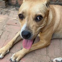   at Animals Of Our World Sanctuary in Siem Reap