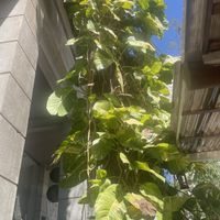   at Cafe Tico in Tamarindo