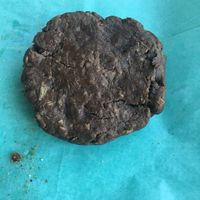 Chocolate Coconut Cookie  at Florish in Tampa