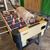 Best employee at Granada Vegan Kitchen in Ensenada