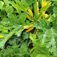 Grüße vom Permakulturhof Heidesee. Wir fanden es super bei euch. Weiter so😋😊💕 at Haus Am Park in Bad Soden-salmuenster