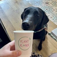   at Plant Blonde in Glasgow