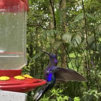 Backyard   at Colibri in Monteverde