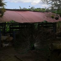 Lots of animals on the finca at Aprisco La Española in Quimbaya