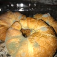 Moldy croissants at Blvd Cafe in Sarasota