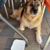   at Snooze in La Jolla