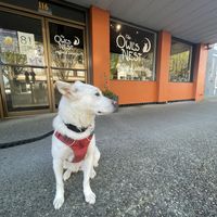 No pets inside but they do have a few outdoor tables   at The Owl's Nest in Olympia