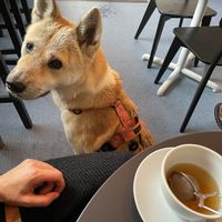   at Julie's Cafe in Gothenburg